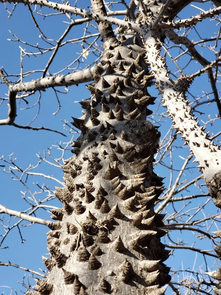 Sonoran Kapok Tree (Ceiba aesculifolia) — Spadefoot Nursery, Inc.